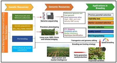 Genetics, genomics, and breeding of black gram [Vigna mungo (L.) Hepper]